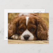 Cute Puppy Dog Briefkaart (Voorkant / Achterkant)