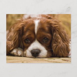 Cute Puppy Dog Briefkaart