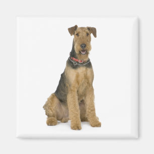 Cute Puppy Dog Mam Hondenliefhebber Airedale Terri Magneet