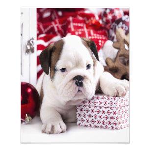 Cute Puppy English Bulldog   Vreemde kerst Foto Afdruk