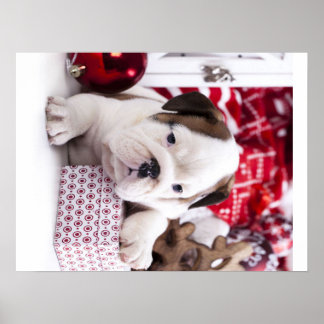 Cute Puppy English Bulldog | Vreemde kerst Poster