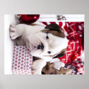 Cute Puppy English Bulldog   Vreemde kerst Poster