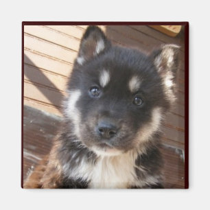 Cute Puppy face Magnets Magneet
