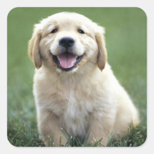 Cute Puppy Hondenliefhebbers Golden Retriever Vierkante Sticker