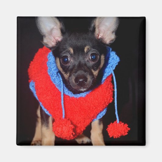 Cute Puppy in Red Wool Sweater Magneet (Voorkant)