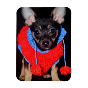 Cute Puppy in Red Wool Sweater Magneet