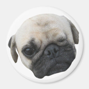 Cute Puppy Pug Dog Friend ... か わ い 子 犬 Magneet