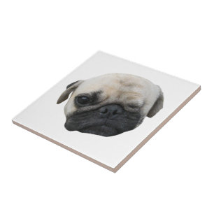 Cute Puppy Pug Dog Friend ... か わ い 子 犬 Tegeltje