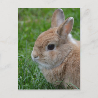Cute Rabbit Briefkaart