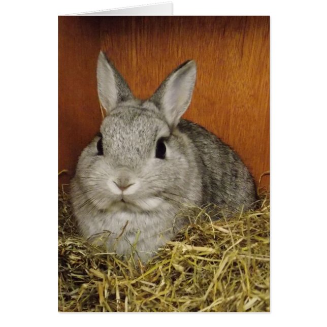 Cute Rabbit Card (Voorkant)