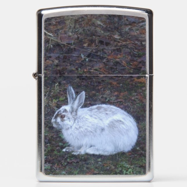 Cute Rabbit on Lawn in Spring (Voorkant)