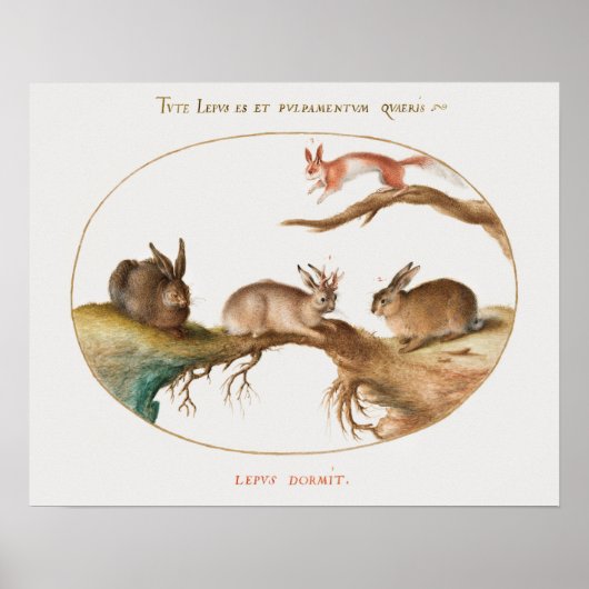 Cute Rabbits Poster (Voorkant)