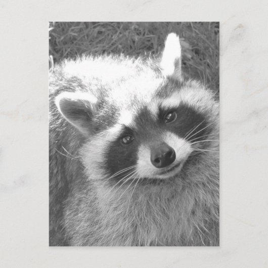 Cute Raccoon Briefkaart (Voorkant)
