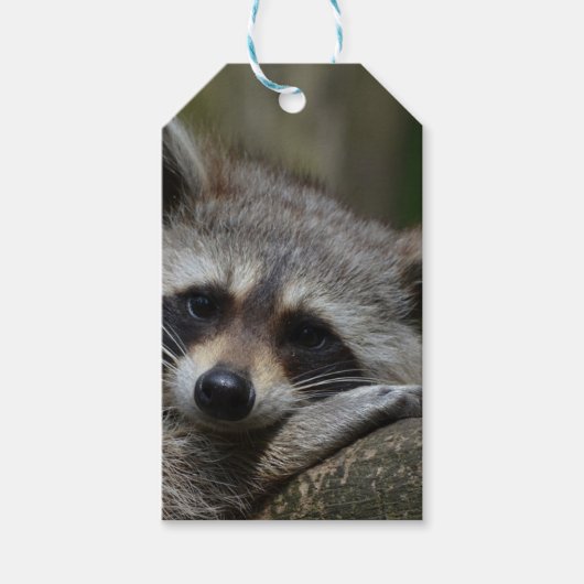 Cute Raccoon Cadeaulabel (Voorkant)