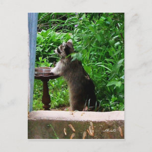 Cute Raccoon Eating at Bird Feeder Briefkaart