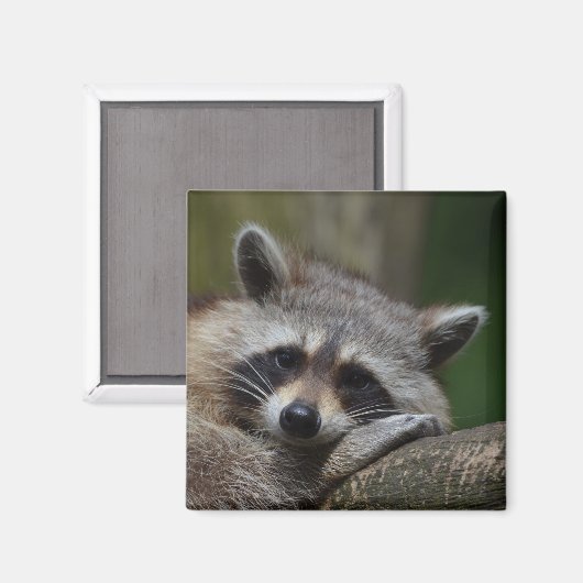 Cute Raccoon Face Magneet (Voorkant / Achterkant)