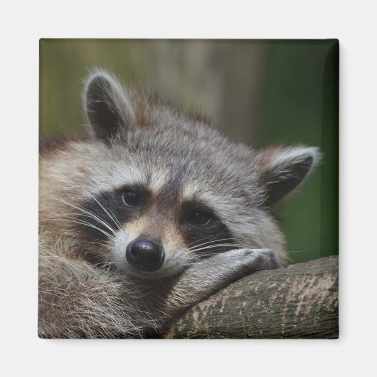 Cute Raccoon Face Magneet (Voorkant)