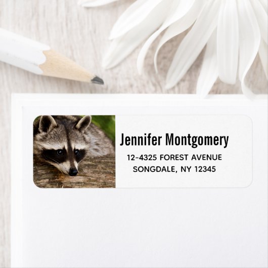 Cute Raccoon Resting on a Log Etiket (Insitu)