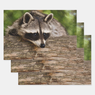 Cute Raccoon Resting on a Log Inpakpapier Vel