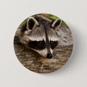 Cute Raccoon Resting on a Log Ronde Button 5,7 Cm