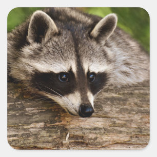 Cute Raccoon Resting on a Log Vierkante Sticker