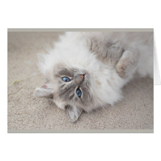 Cute Ragdoll-kattenkaart
