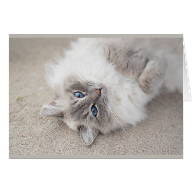 Cute Ragdoll-kattenkaart (Voorkant Horizontaal)