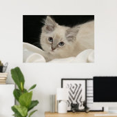 Cute Ragdoll kitten Poster (Thuiskantoor)