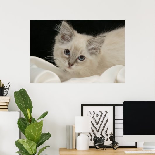 Cute Ragdoll kitten Poster (Thuiskantoor)