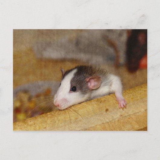 Cute Rat Briefkaart (Voorkant)