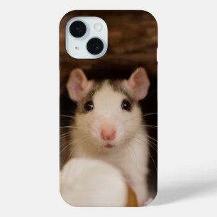 Cute Rat