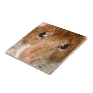 Cute Rat Face Tile Tegeltje