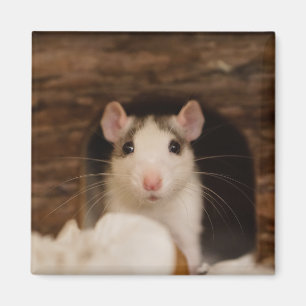 Cute Rat Magneet