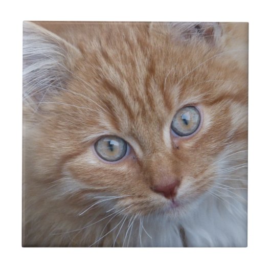Cute Red and White, Long-Haire Tabby Cat Face Tegeltje (Voorkant)