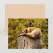 Cute Red Fox die rust op de boomstam Briefkaart (Voorkant / Achterkant)