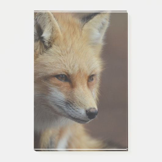 Cute Red Fox Post-it® Notes (Voorkant)