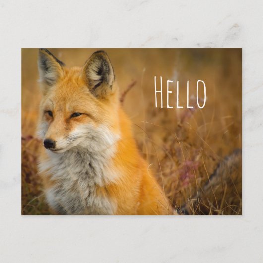Cute Red Fox Wilderness Natuur Briefkaart (Voorkant)