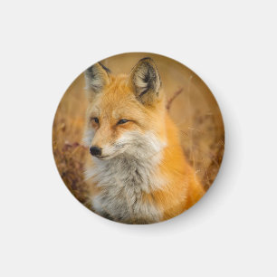 Cute Red Fox Wilderness Natuur Magneet