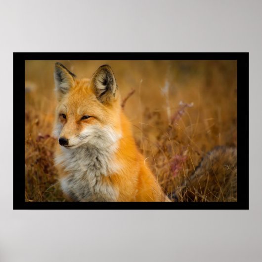 Cute Red Fox Wilderness Natuur Poster (Voorkant)