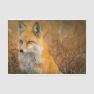 Cute Red Fox Wilderness Natuur Tissuepapier