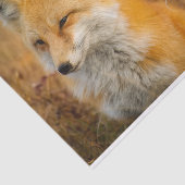 Cute Red Fox Wilderness Natuur Tissuepapier (Detail)