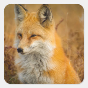 Cute Red Fox Wilderness Natuur Vierkante Sticker