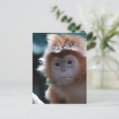 Cute Red Langur Monkey Briefkaart (Staand voorkant)