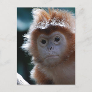 Cute Red Langur Monkey Briefkaart