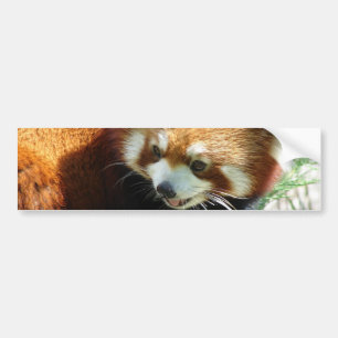 Cute Red Panda Beer Bumpersticker