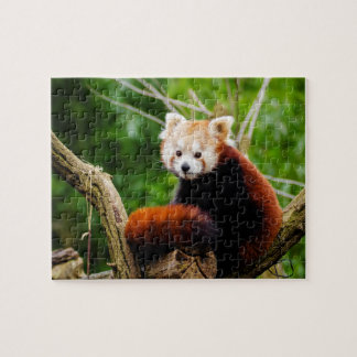 Cute Red Panda Beer Legpuzzel