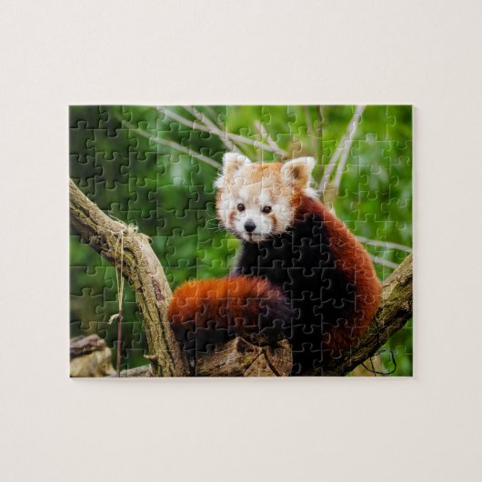 Cute Red Panda Beer Legpuzzel (Horizontaal)