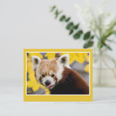 Cute red panda foto briefkaart (Staand voorkant)