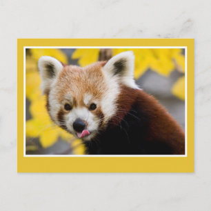 Cute red panda foto briefkaart