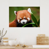 Cute Red Panda Poster (Keuken)